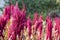 Isolated Indian red and green amaranth plant lit by sun on blurred blooming field and bright green bokeh background. Leaf