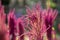 Isolated Indian red and green amaranth plant lit by sun on blurred blooming field and bright green bokeh background. Leaf