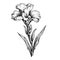 Isolated Iris Flower: A Baroque Classicism Inspired Illustration