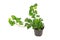 Isolated ivied houseplant, green ivy  house plant in on white