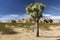 Isolated Joshua Tree Scenic Desert Landscape Sunny Winter California Day