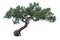 Isolated juniper tree