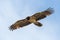 Isolated juvenile bearded vulture gypaetus barbatus in flight