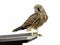 Isolated kestrel bird