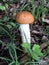 Isolated King Bolete mushroom on the forest floor