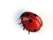 Isolated ladybird