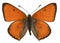 Isolated Large Copper butterfly