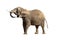 Isolated Large Elephant Head Up Big Tusks