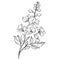 isolated larkspur flower line art balck and white clipart, tattoo simple delphinium flower drawing