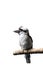 Isolated laughing kookabura sitting on a branch