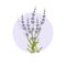 Isolated lavender flower bouguet