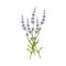 Isolated lavender flower bouguet