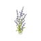 Isolated lavender flower bouguet