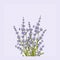 Isolated lavender flower bouguet