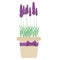 Isolated lavender flowers in pot. Vector illustration