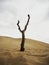 Isolated leafless bald deserted dry dead tree trunk log stump stub branch erosion on slopes of sand Dune of Pilat France