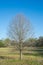 Isolated Leafless Tree On Blue Sky Background.