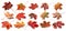 Isolated leaves. Collection of multicolored fallen autumn leaves isolated on white background