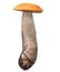 Isolated Leccinum with small orange cap