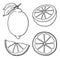 Isolated lemons. Graphic stylized drawing. Vector illustration.