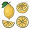 Isolated lemons. Graphic stylized drawing. Vector illustration.