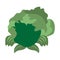 Isolated lettuce icon