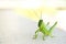 Isolated light green grasshopper white background