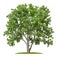 Isolated lime tree