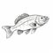 Isolated Line Drawing Of Bigmouth Bass On White Background