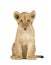 isolated lion cub pictures