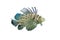 Isolated lionfish