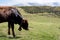 Isolated little cow put to pasture, single calf on an alpine pas