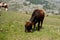 Isolated little cow put to pasture, single calf on an alpine pas