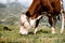 Isolated little cow put to pasture, single calf on an alpine pas