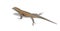 Isolated Lizard (Clipping Path)