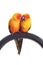 Isolated of lovely Sun Conure in pair