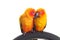 Isolated of lovely Sun Conure in pair