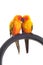 Isolated of lovely Sun Conure in pair
