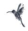 Isolated Low poly Hummingbird ,animal geometric,black and white style,vector