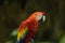 Isolated Macaw