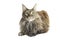 Isolated maine coon cat specimen lying down