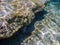 Isolated malayan halfbeak in the water, needle fish, Dermogenys pusilla