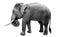 Isolated male asian elephant,