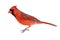 Isolated Male Cardinal on White
