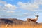 An isolated male impala standing on a hill