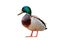 Isolated male mallard duck