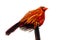 Isolated male northern cardinal bird with hanging wings sitting on a branch in front of a white background