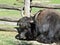 Isolated Male Yak Cow Lying and Relaxing next to Wooden Fence Paling on Sunny Day