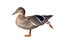 Isolated mallard duck