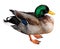 Isolated mallard duck